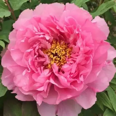 Пион РОЗОВЫЙ ЛОТОС древовидный в Колодищи