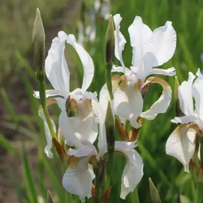 Ирис АЛЬБА сибирский в Колодищи