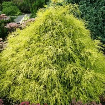 Кипарисовик ФИЛИФЕРА АУРЕА горохоплодный в Колодищи