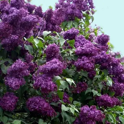 Сирень ИНДИЯ в Колодищи