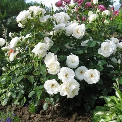 Роза АЛАБАСТЕР флорибунда в Колодищи