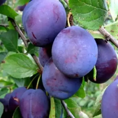 Слива ПЕРДРИГОН в Колодищи