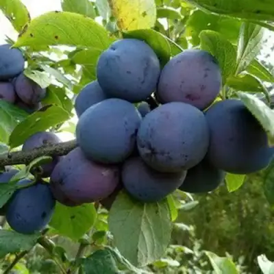 Слива КРОМАНЬ в Колодищи