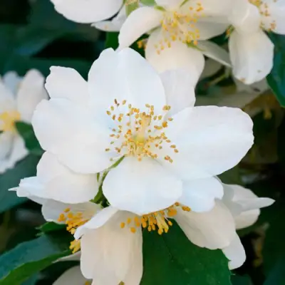 Жасмин ЮСТИНКА в Колодищи