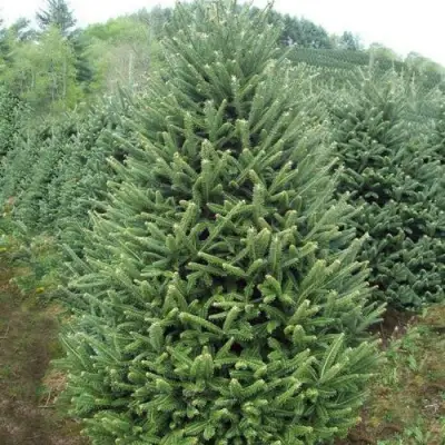 Пихта ФРАЗЕРА в Колодищи