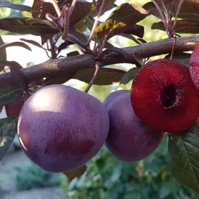 Слива ПАННА в Колодищи