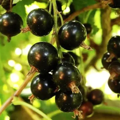 Смородина чёрная НАРА в Колодищи