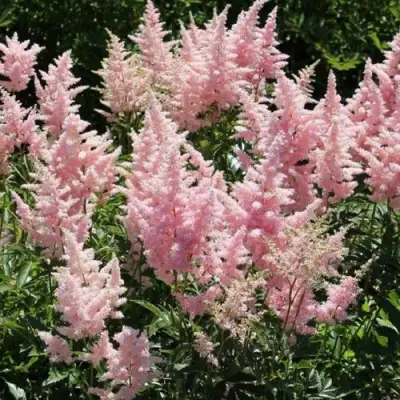 Астильба ГЛИТТЕР ЭНД ГЛАМУР китайская в Колодищи