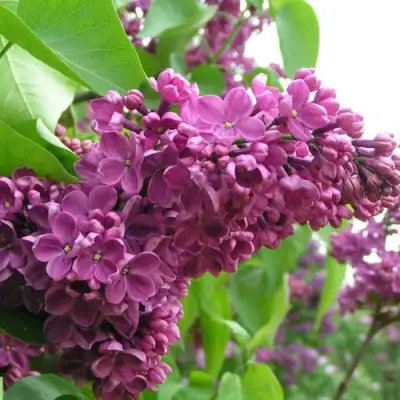 Сирень ДЕНЬ ПОБЕДЫ в Колодищи