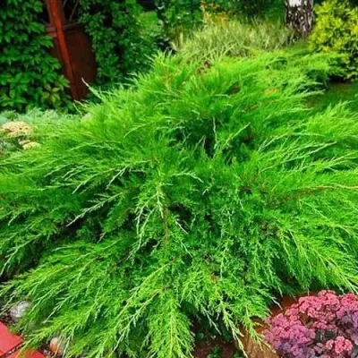 Можжевельник МИНТ ДЖУЛЕП средний в Колодищи