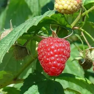 Малина КВЕЛЛИ в Колодищи