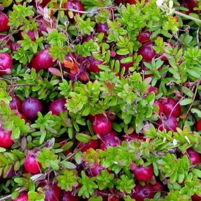 Клюква ПИЛИГРИМ в Колодищи