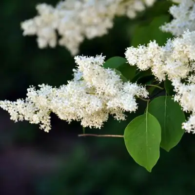 Сирень АМУРСКАЯ в Колодищи