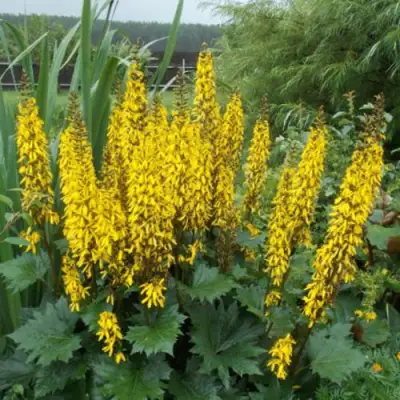 Бузульник ПРЖЕВАЛЬСКОГО в Колодищи