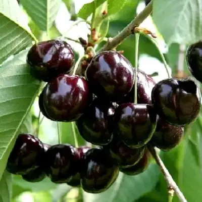 Дюк НОЧКА в Колодищи