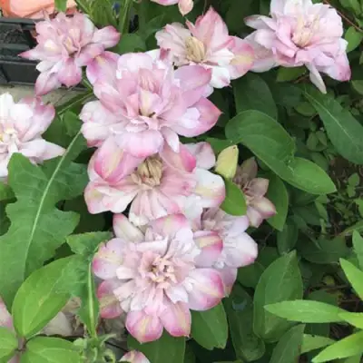 Клематис ИННОСЕНТ БЛАШ в Колодищи