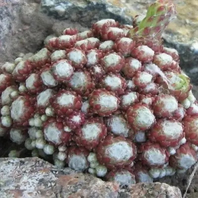 Молодило ГНАФАЛИУМ в Колодищи