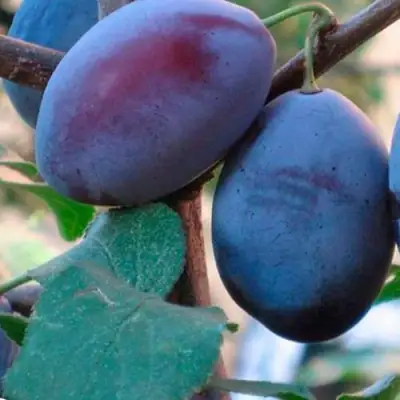 Слива СМОЛИНКА в Колодищи