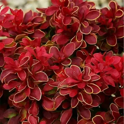 Барбарис РЕД ХОТ ЧИЛИ тунберга в Колодищи