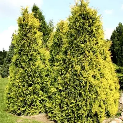 Туя САЛЛАНД западная в Колодищи