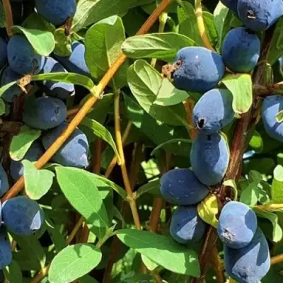 Жимолость съедобная КЛУБНИЧНАЯ СЕНСАЦИЯ в Колодищи