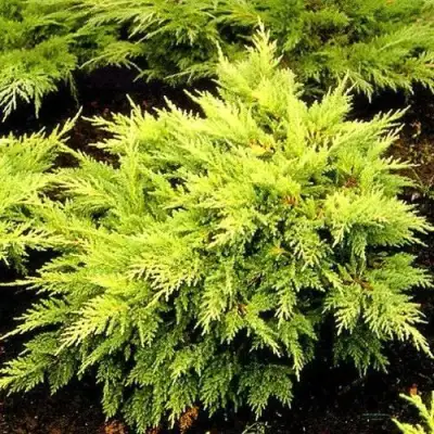 Можжевельник МОРДИГАН ГОЛД средний в Колодищи