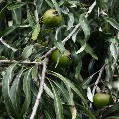 Груша ИВОЛИСТНАЯ в Колодищи