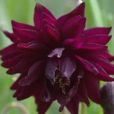 Аквилегия БАРЛОУ БОРДО обыкновенная в Колодищи