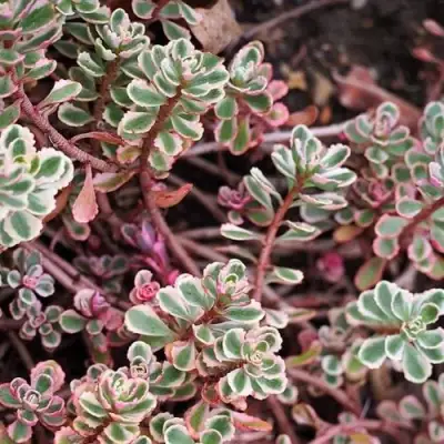 Очиток (седум) ТРИКОЛОР ложный в Колодищи