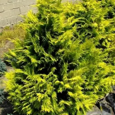 Кипарисовик ГОЛДЕН ВОНДЕР лавсона в Колодищи