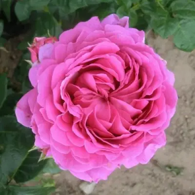 Роза АНУШКА чайно-гибридная в Колодищи