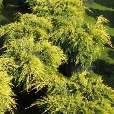 Можжевельник КИНГ ОФ СПРИНГ средний в Колодищи