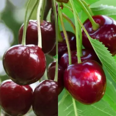 Комплект ВИШНЕВЫЙ ТАНДЕМ в Колодищи