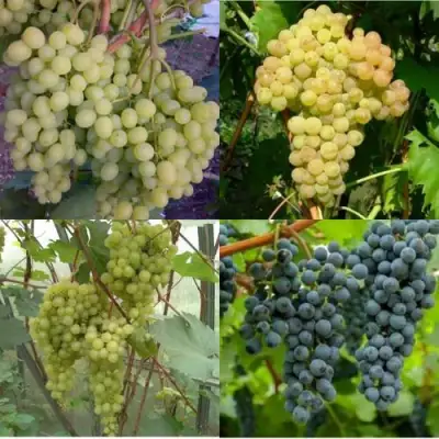 Комплект ВИНОГРАДНАЯ РАДУГА в Колодищи