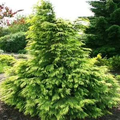 Кипарисовик САНКИСТ лавсона в Колодищи