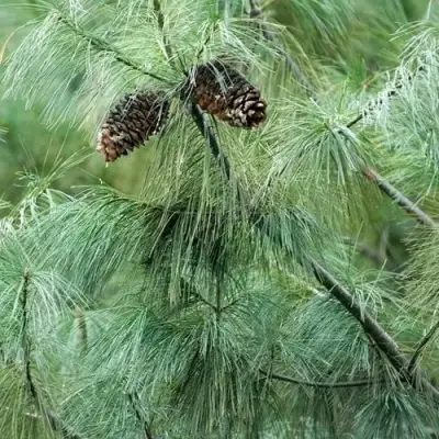 Сосна АРМАНДИ в Колодищи