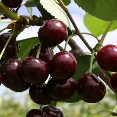 Дюк ИВАНОВНА в Колодищи