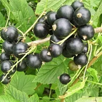 Смородина чёрная ЧЁРНЫЙ АИСТ в Колодищи