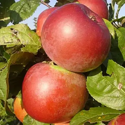 Яблоня АКСАМИТ в Колодищи