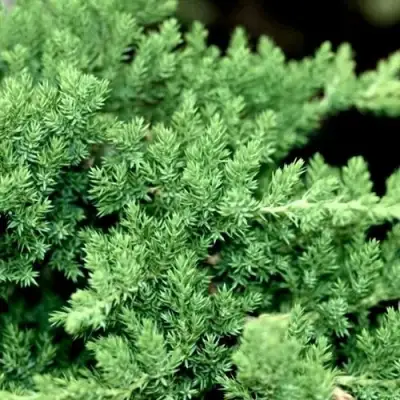 Можжевельник НАНА лежачий в Колодищи