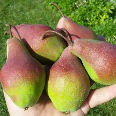 Груша ЯКОВЛЕВСКАЯ в Колодищи