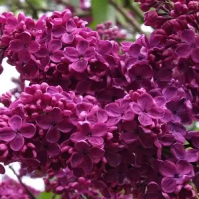 Сирень ЧАРЛЬЗ ДЖОЛИ в Колодищи