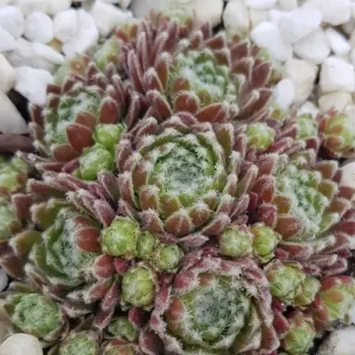 Молодило МОРКЕРС МЕРИТ в Колодищи