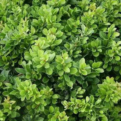 Барбарис КОБОЛЬД тунберга в Колодищи