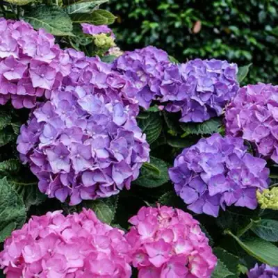 Гортензия ГАМБУРГ крупнолистная в Колодищи