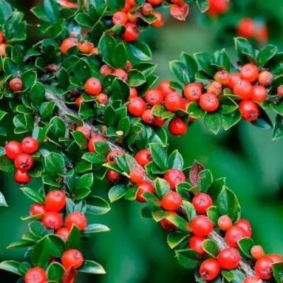 Кизильник горизонтальный в Колодищи