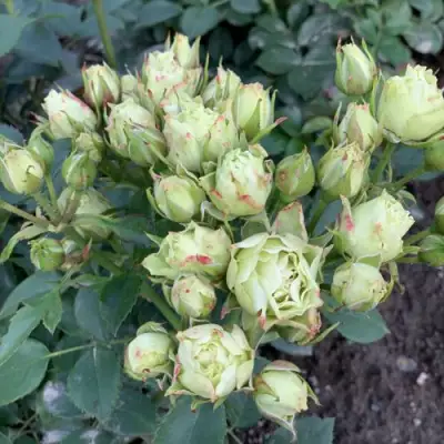 Роза ЛУВИАНА спрей в Колодищи