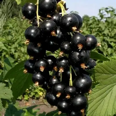 Смородина чёрная ВИНОГРАДНАЯ в Колодищи