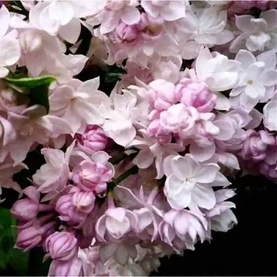 Сирень КРАСАВИЦА МОСКВЫ в Колодищи