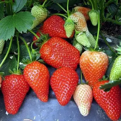 Клубника РОКСАНА в Колодищи